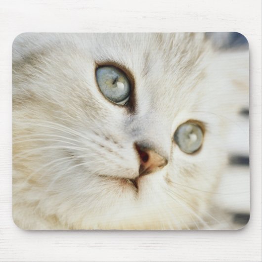 Kitten, nah-up 2 mousepad (Vorne)