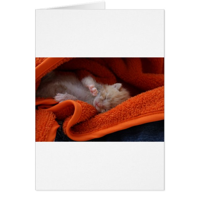 Kitten Newborn - vollständig anpassbar (Vorne)