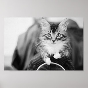Kitten on Chair Poster