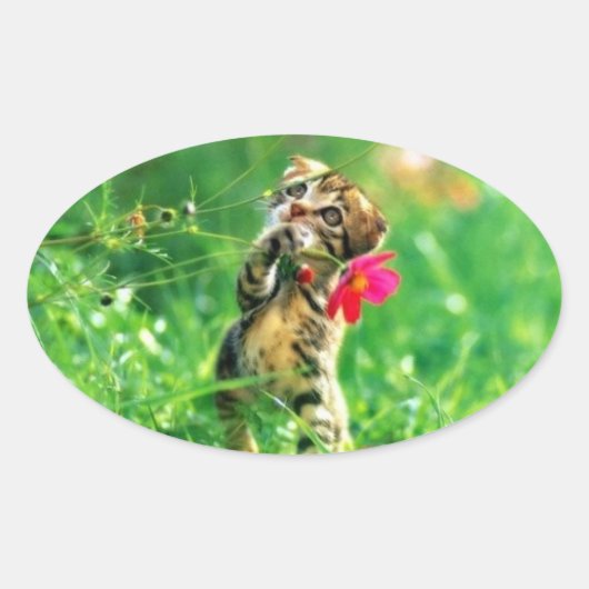 Kitten Oval Shape Stickers (Vorderseite)