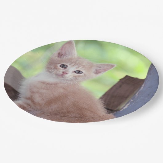 Kitten Pappteller (Schrägansicht)