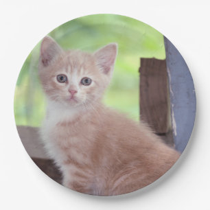 Kitten Pappteller