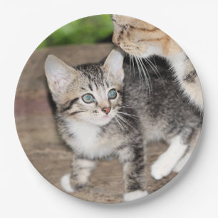 Kitten Pappteller