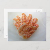 Kitten-Paw-Muschel Postkarte (Vorne/Hinten)