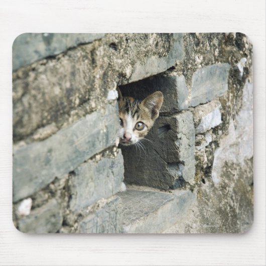 Kitten Peeking out Wall, Yangshuo, Guangxi Mousepad (Vorne)