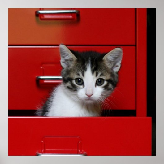 Kitten Peeking Poster (Vorne)