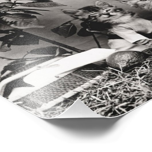 Kitten Picnic Fotodruck (Ecke)