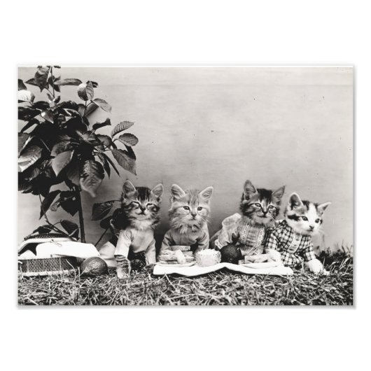 Kitten Picnic Fotodruck (Vorne)