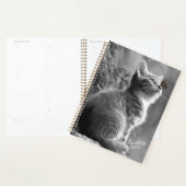 Kitten Planer (Anzeige)