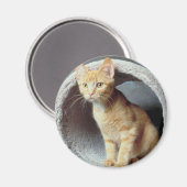 Kitten Play Tunnel Magnet (Vorderseite/Rückseite)