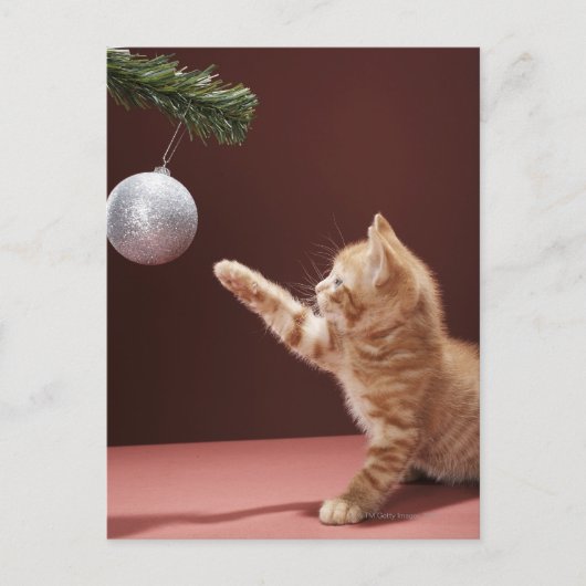 Kitten Playing mit Ornament Postkarte (Vorderseite)