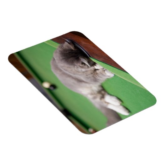 Kitten-Pool Magnet (Rechte Seite)