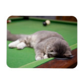 Kitten-Pool Magnet (Horizontal)