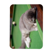 Kitten-Pool Magnet (Vertikal)