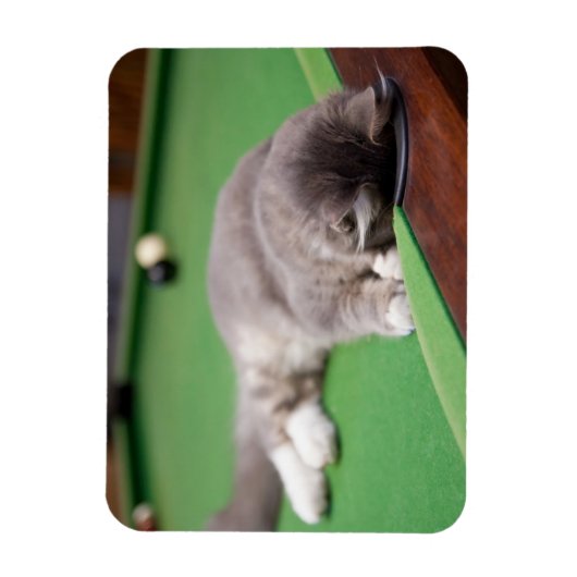 Kitten-Pool Magnet (Vertikal)