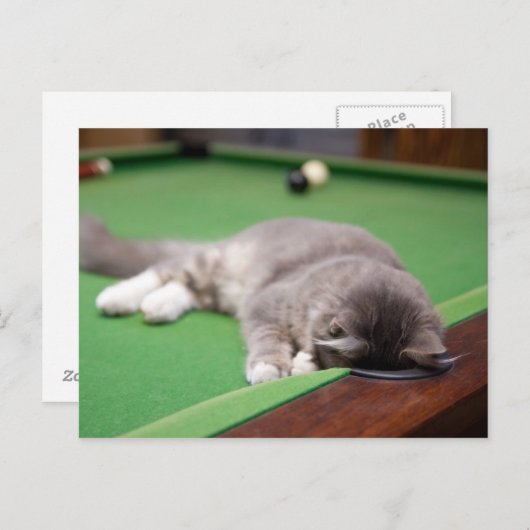 Kitten-Pool Postkarte (Vorne/Hinten)