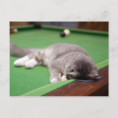 Kitten-Pool Postkarte (Vorderseite)