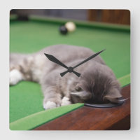 Kitten-Pool