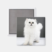Kitten Portrait Magnet (Vorderseite/Rückseite)