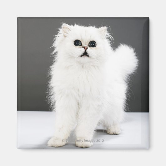 Kitten Portrait Magnet (Vorne)