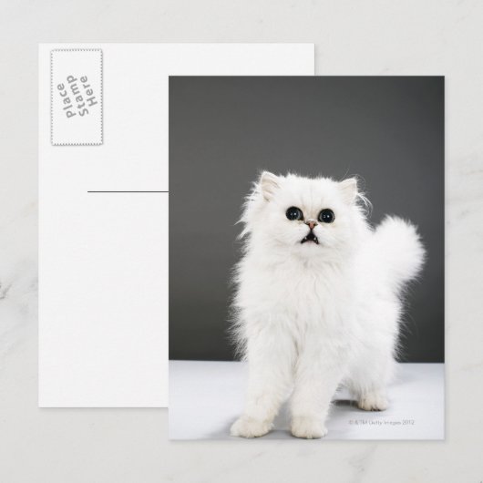 Kitten Portrait Postkarte (Vorne/Hinten)