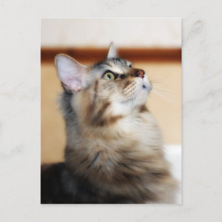 Kitten Post Card - Maine Coon Cat Postkarte