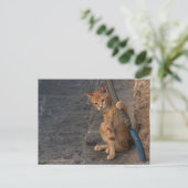 Kitten Postcard Postkarte (Stehend Vorderseite)