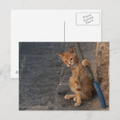 Kitten Postcard Postkarte (Vorne/Hinten)