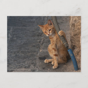 Kitten Postcard Postkarte