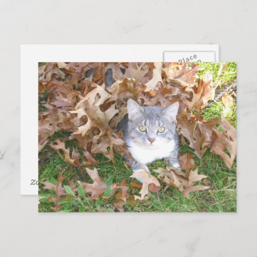 Kitten Postcard Postkarte (Vorne/Hinten)