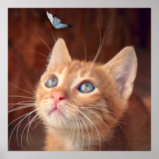 Kitten Poster (Vorne)