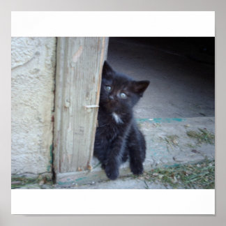 Kitten Poster