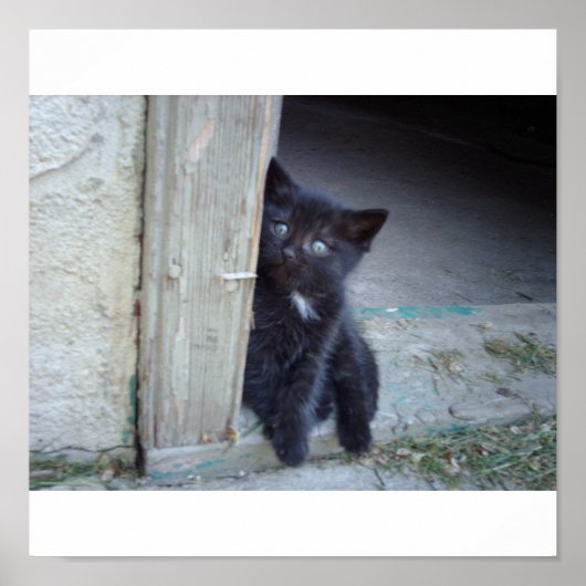 Kitten Poster (Vorne)