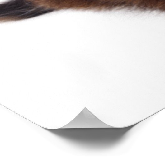 Kitten Poster (Ecke)