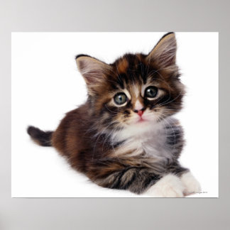 Kitten Poster