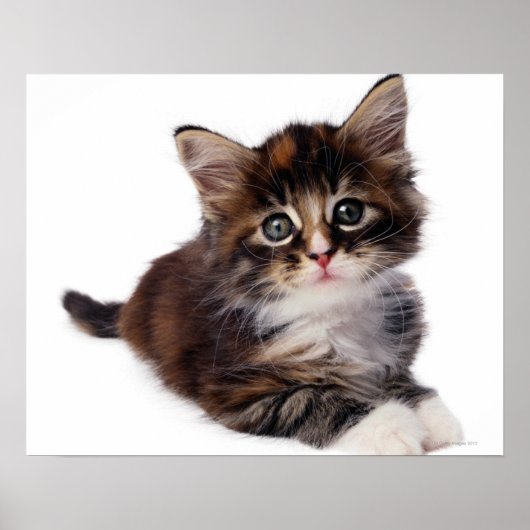 Kitten Poster (Vorne)