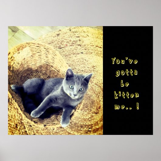 Kitten  poster (Vorne)