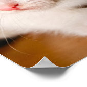Kitten Poster (Ecke)