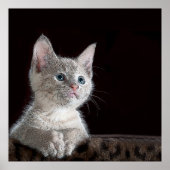 Kitten Poster (Vorne)