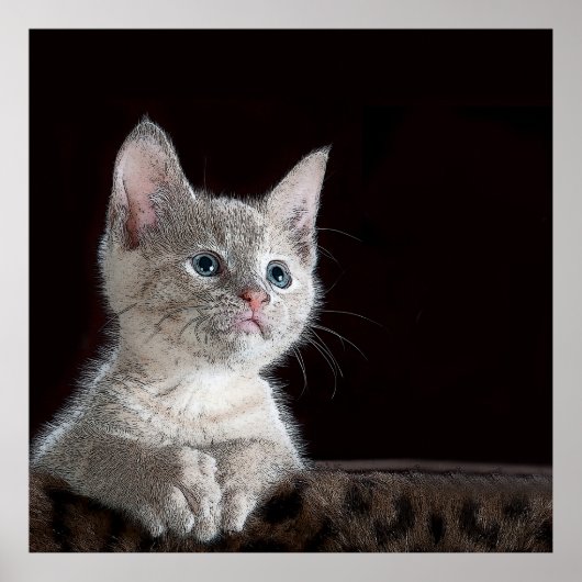 Kitten Poster (Vorne)