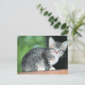 Kitten Postkarte (Stehend Vorderseite)