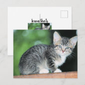 Kitten Postkarte (Vorne/Hinten)
