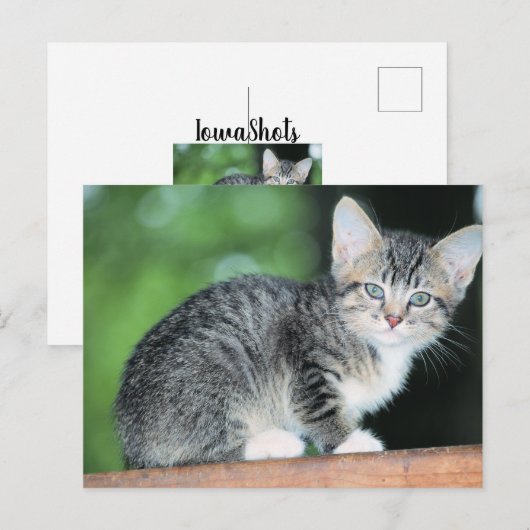 Kitten Postkarte (Vorne/Hinten)