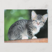 Kitten Postkarte (Vorderseite)
