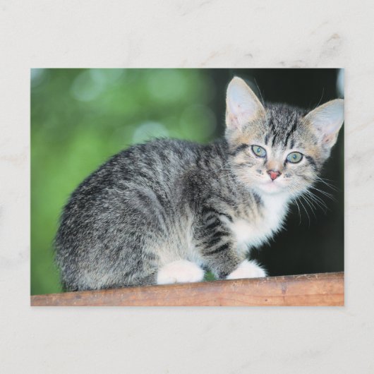 Kitten Postkarte (Vorderseite)