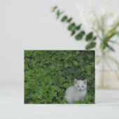 Kitten Postkarte (Stehend Vorderseite)