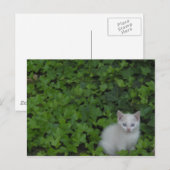 Kitten Postkarte (Vorne/Hinten)