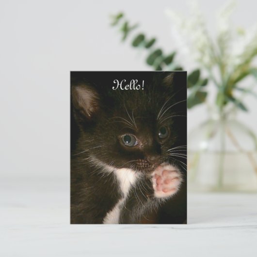 Kitten Postkarte (Stehend Vorderseite)
