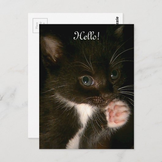 Kitten Postkarte (Vorne/Hinten)