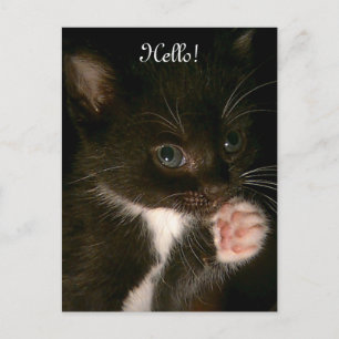 Kitten Postkarte
